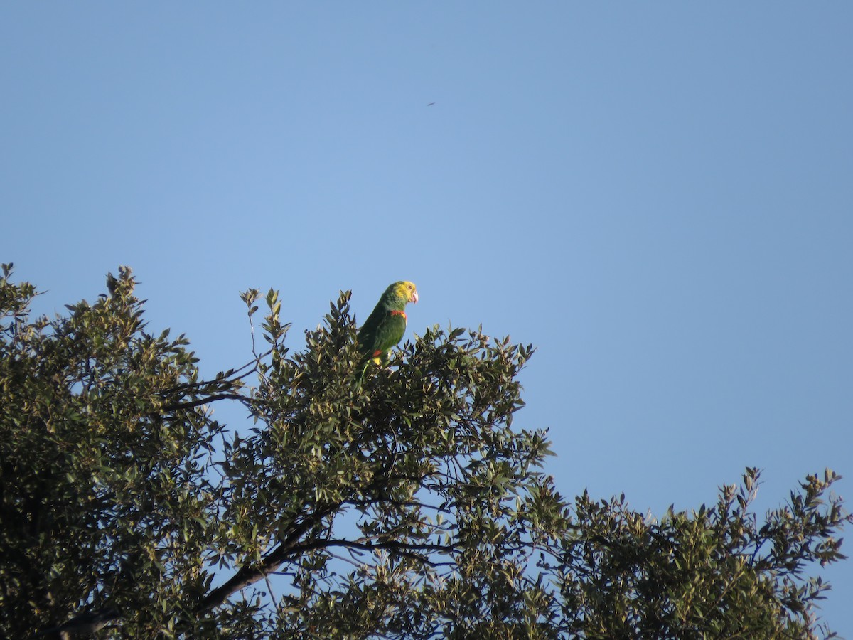 Yellow-headed Parrot - ML418658531
