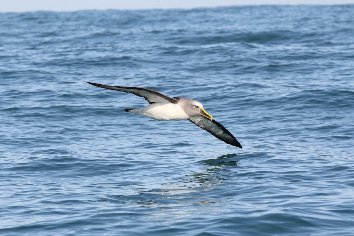 Buller's Albatross - Encounter Kaikoura