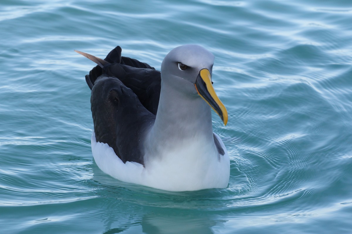 Buller's Albatross - Encounter Kaikoura