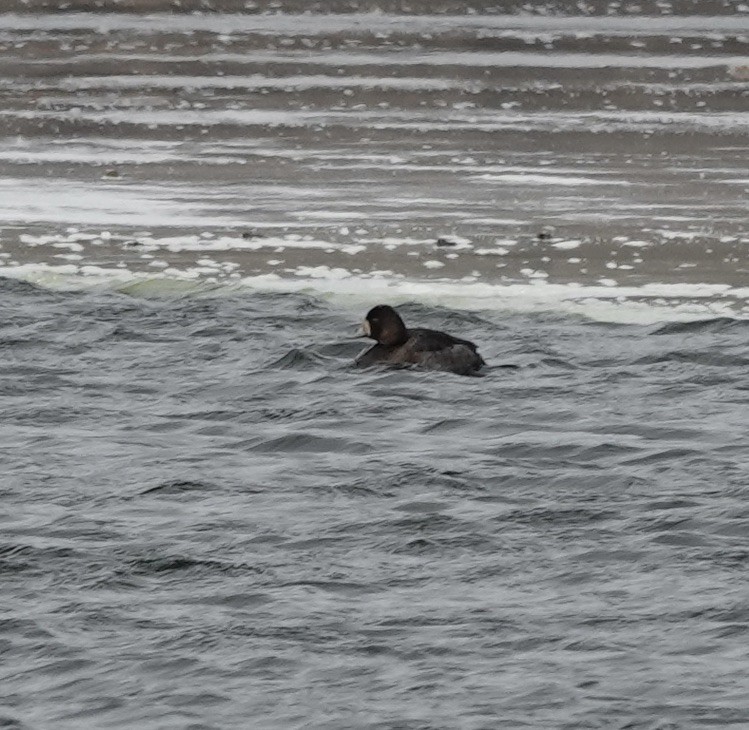 Greater Scaup - ML418659091