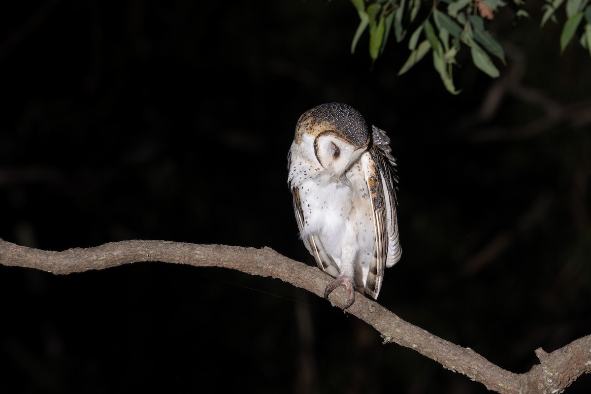 Australian Masked-Owl - ML418662571
