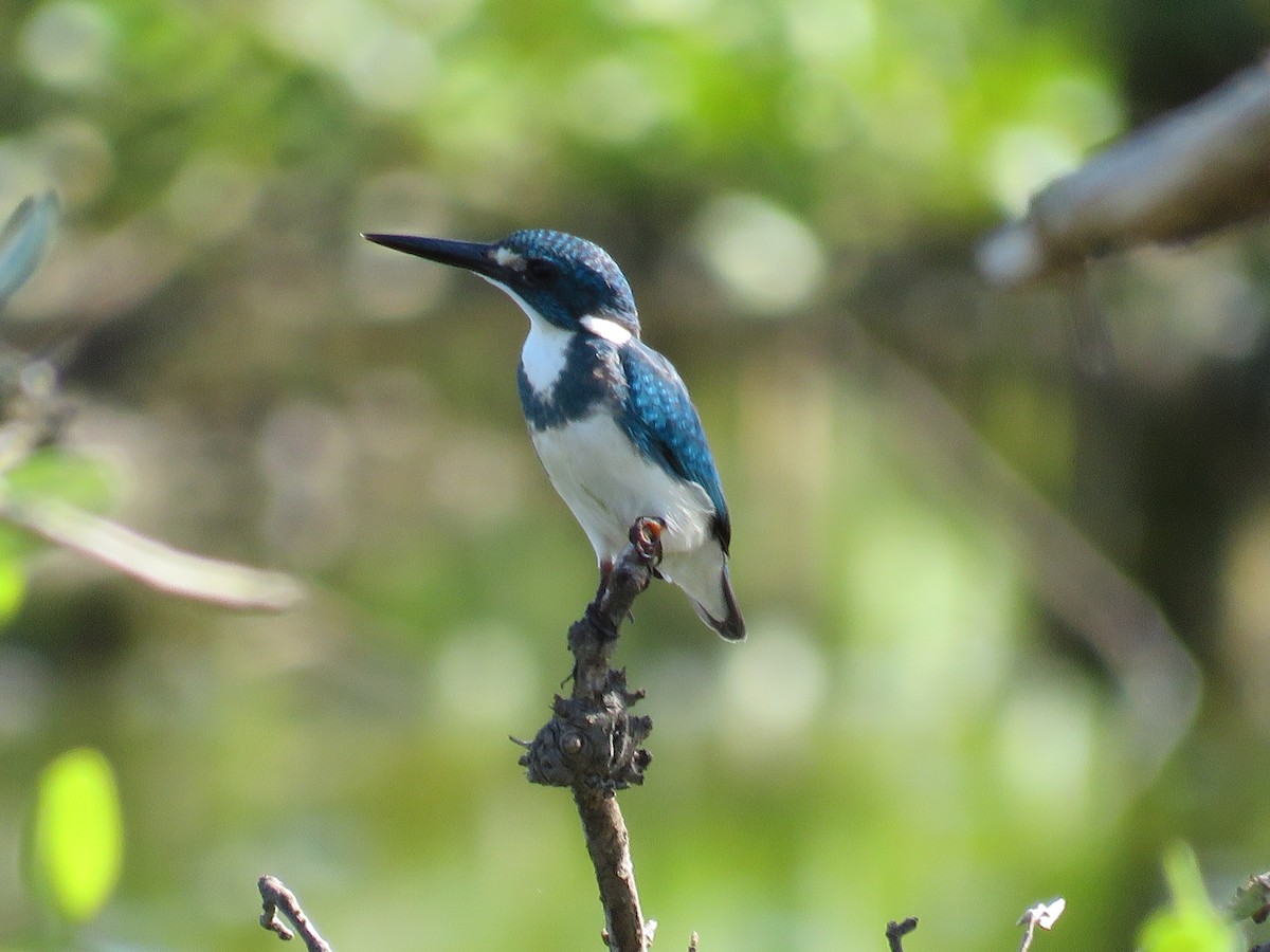 Small Blue Kingfisher - ML41866451