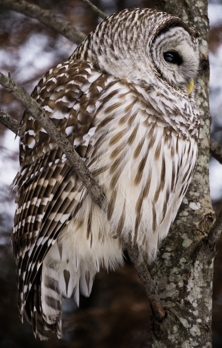 eBird Checklist - 26 Dec 2018 - Domicile - 1 species