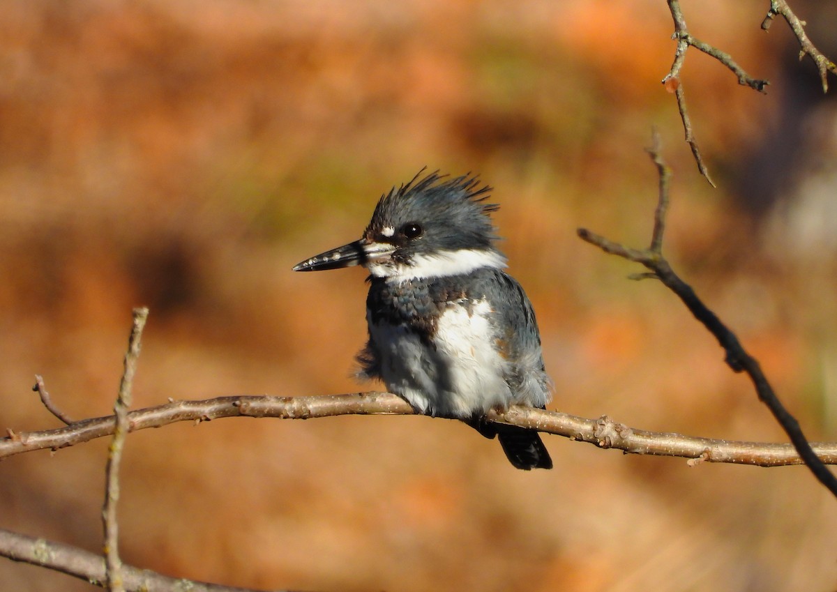 Belted Kingfisher - ML418684181