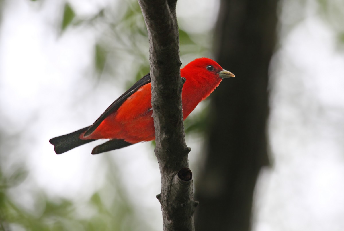 Scarlet Tanager - ML41868431