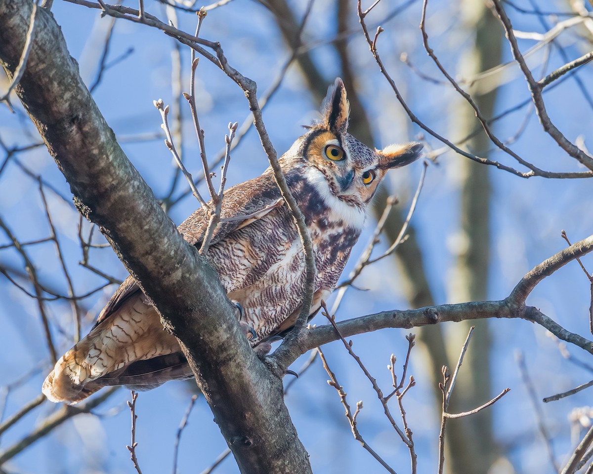 Great Horned Owl - Brian Smith