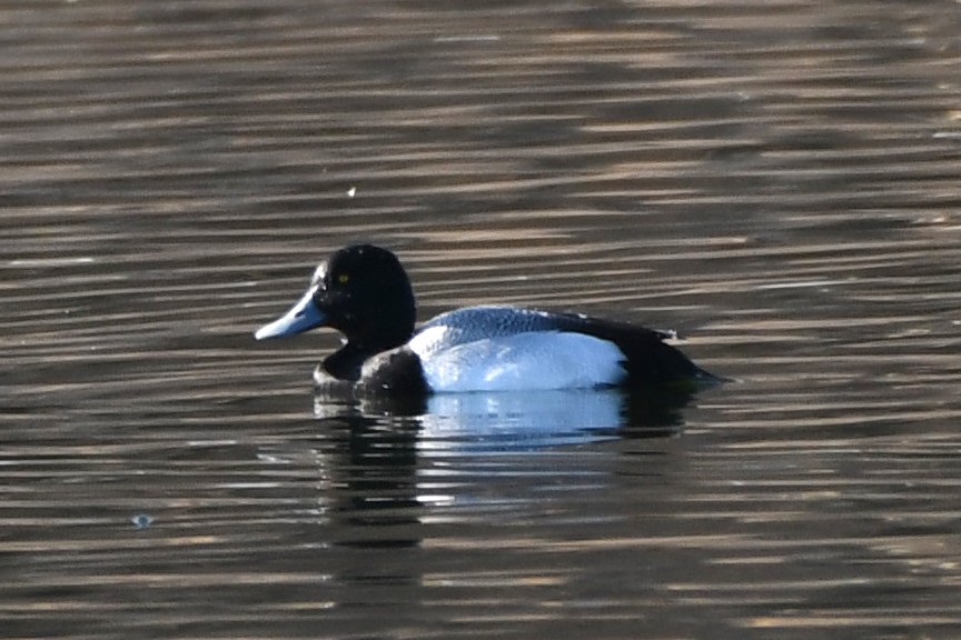 Greater Scaup - ML418688061