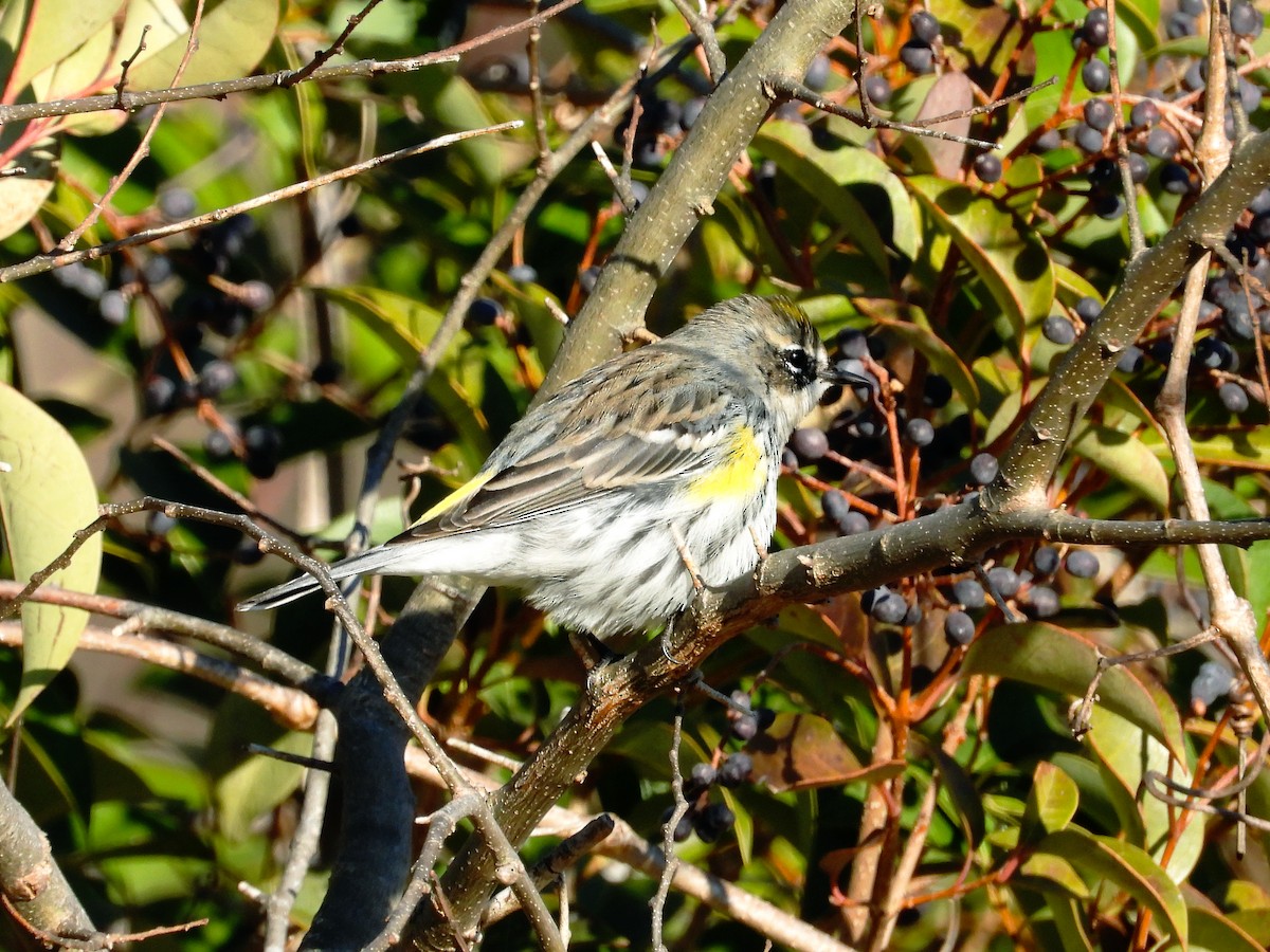 Yellow-rumped Warbler (Myrtle) - ML418693711