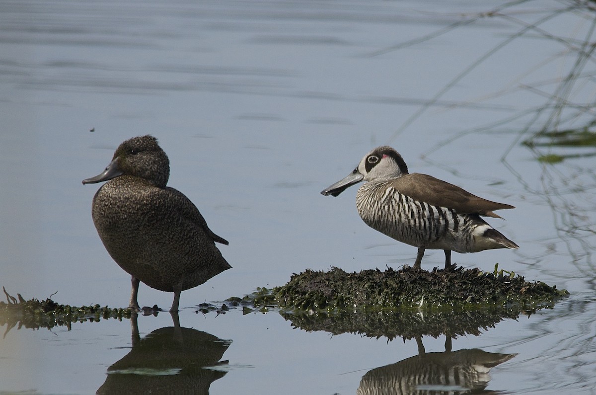 Pink-eared Duck - Anonymous