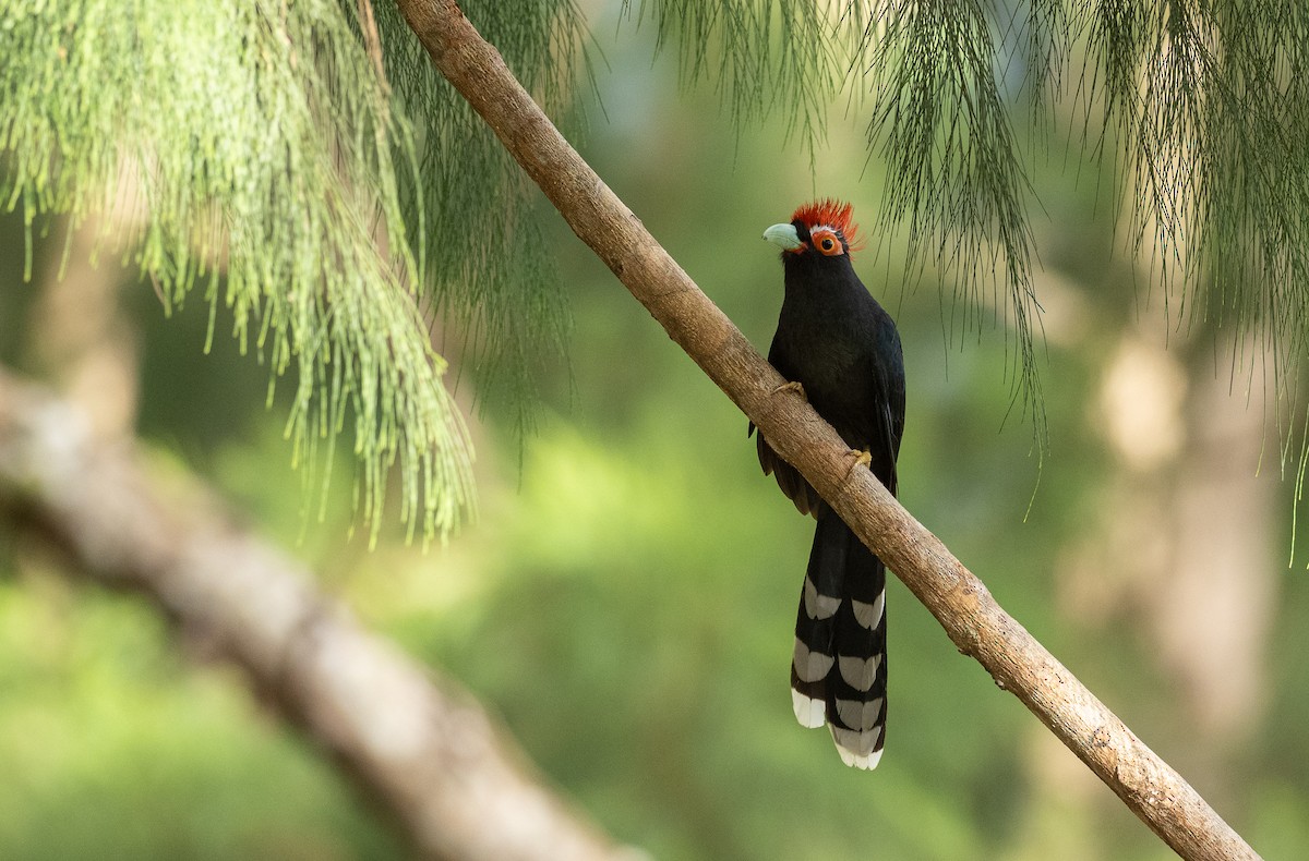 Red-crested Malkoha - ML418702291