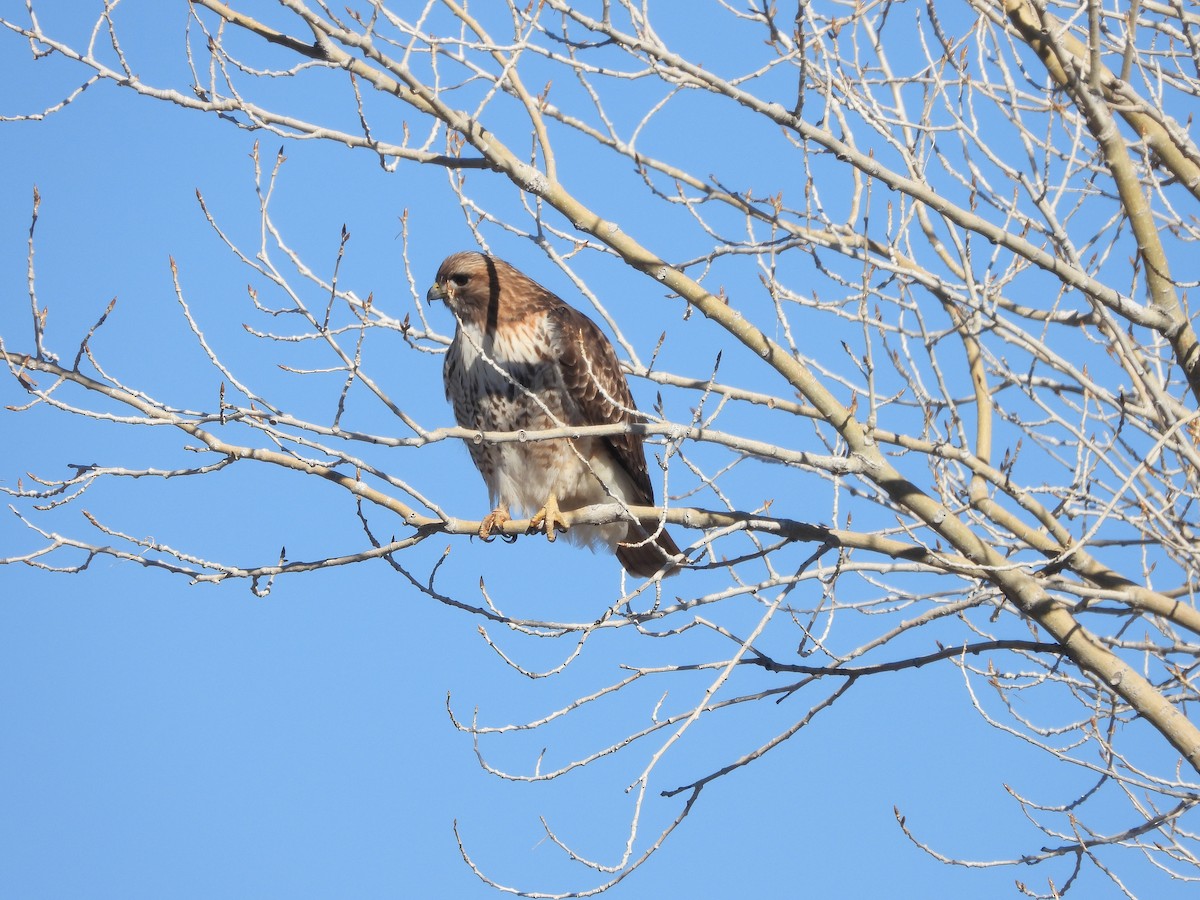 Red-tailed Hawk - ML418703301