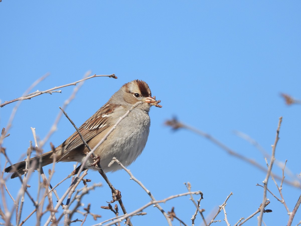 White-crowned Sparrow - ML418703591