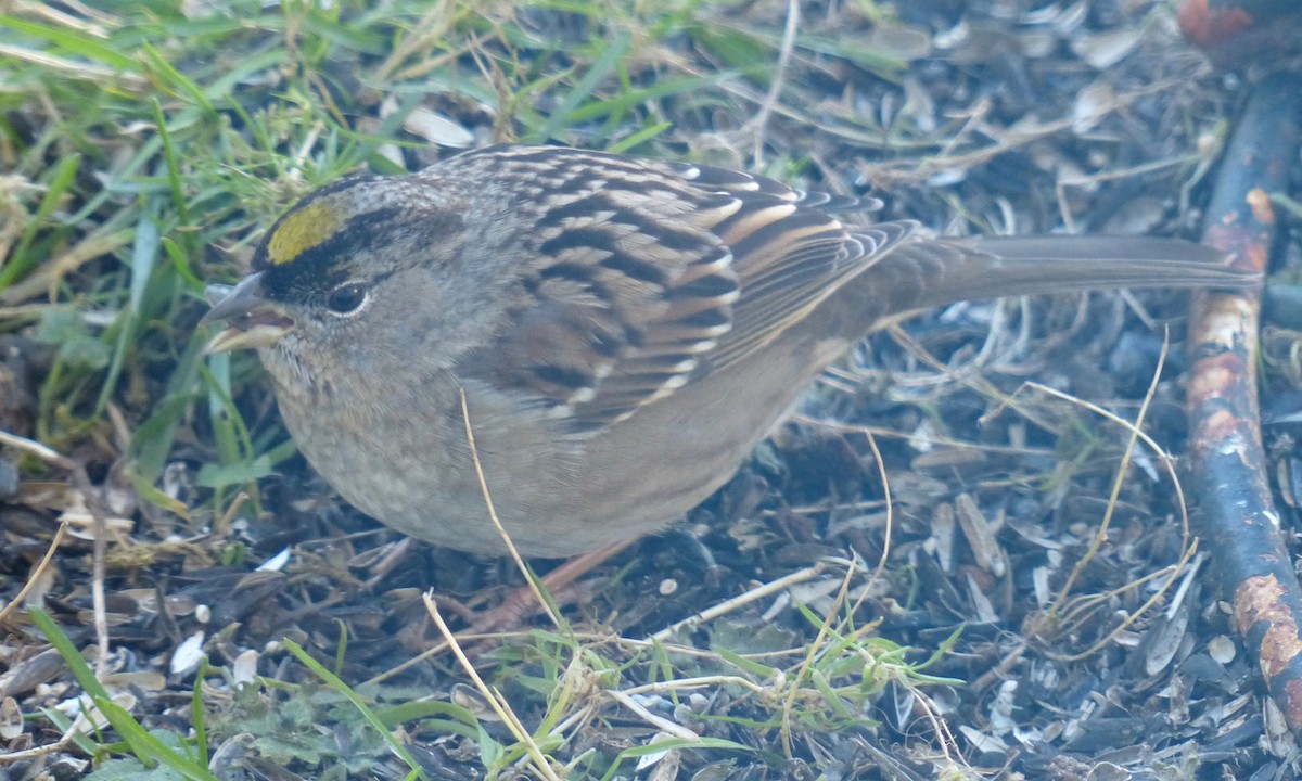 Golden-crowned Sparrow - Deb Holland