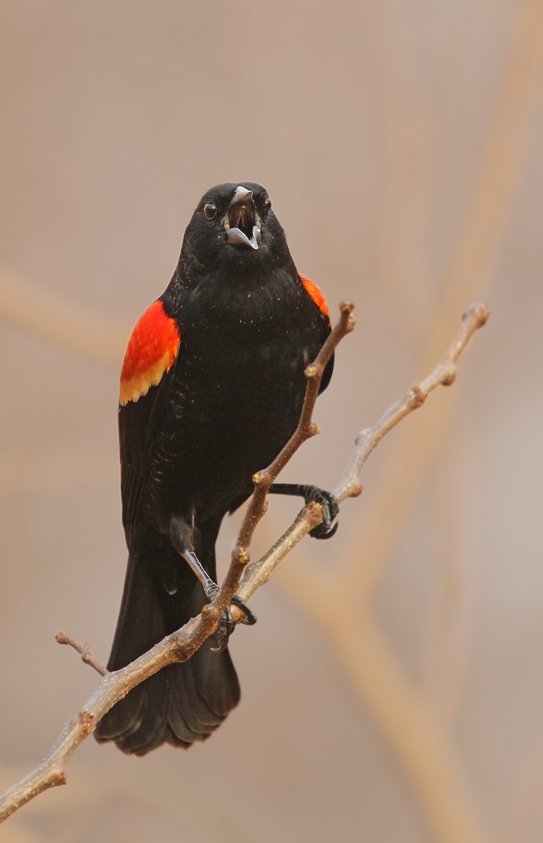 Red-winged Blackbird - Ryan Schain