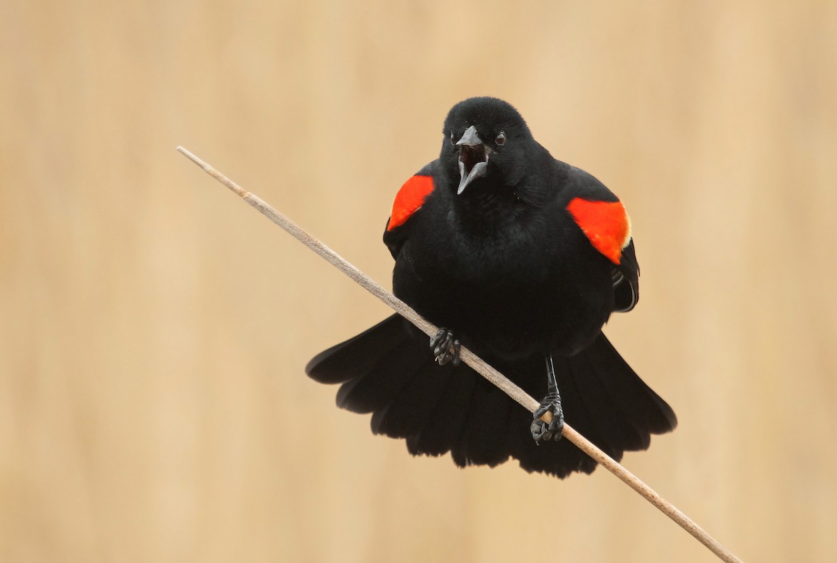 Red-winged Blackbird - Ryan Schain