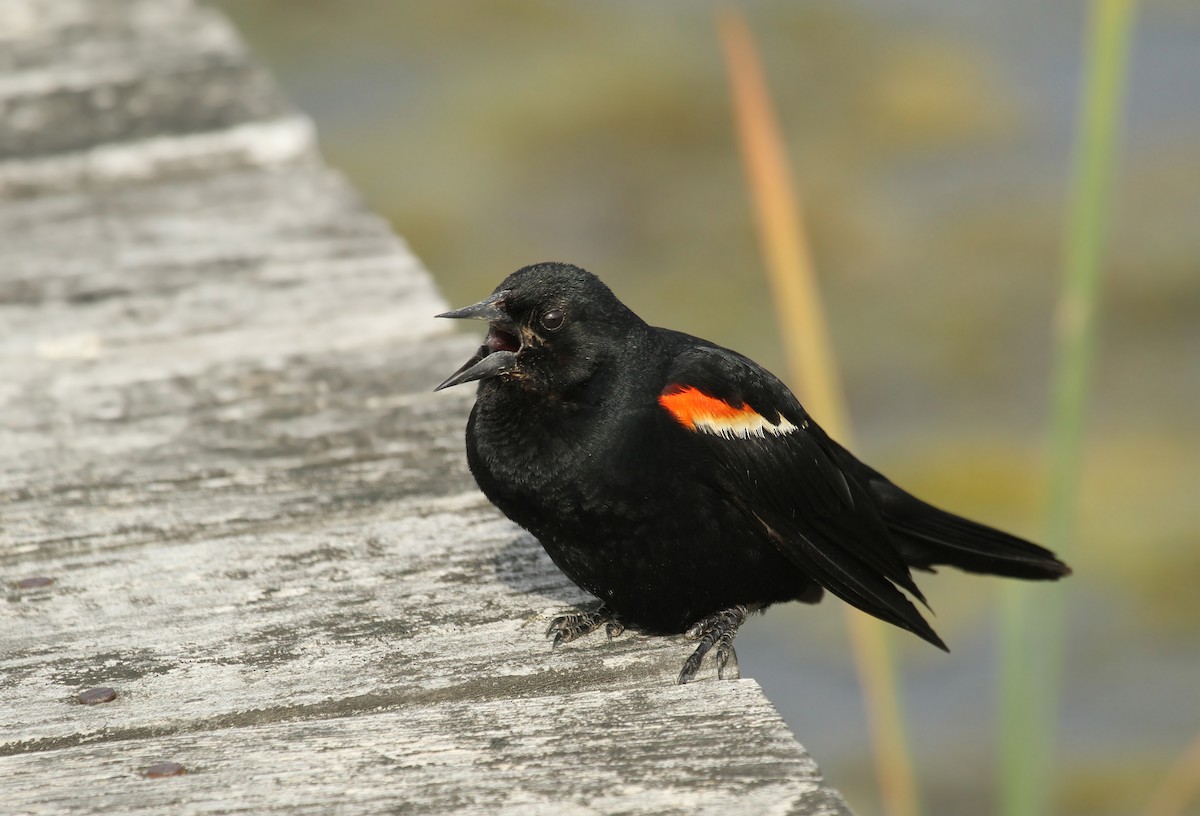 Red-winged Blackbird (Red-winged) - ML41872231