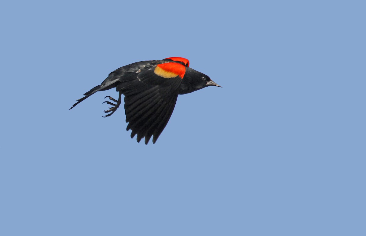 Red-winged Blackbird - ML41872311