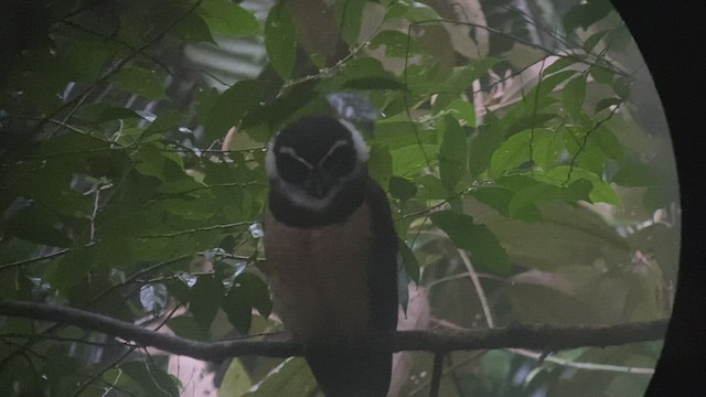 Spectacled Owl - ML418727921