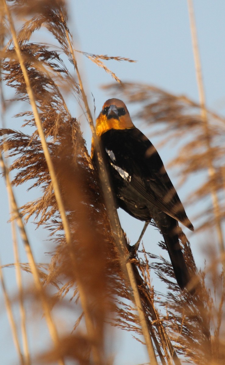 Yellow-headed Blackbird - ML41873061