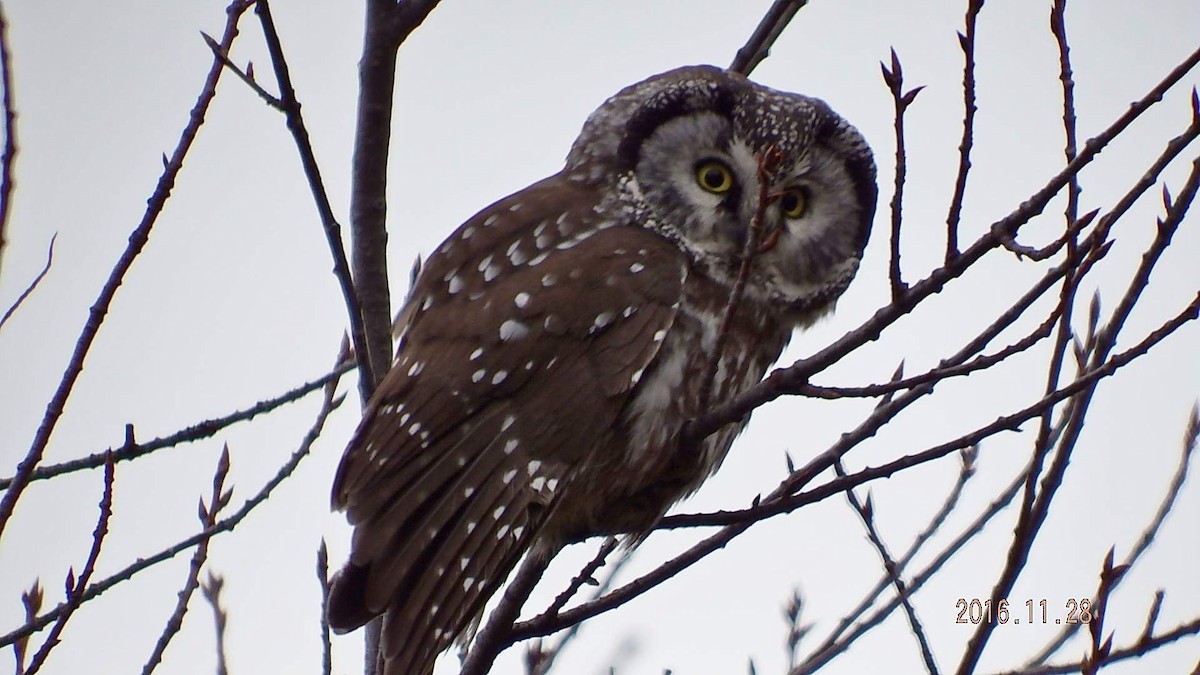 Boreal Owl - ML41873801