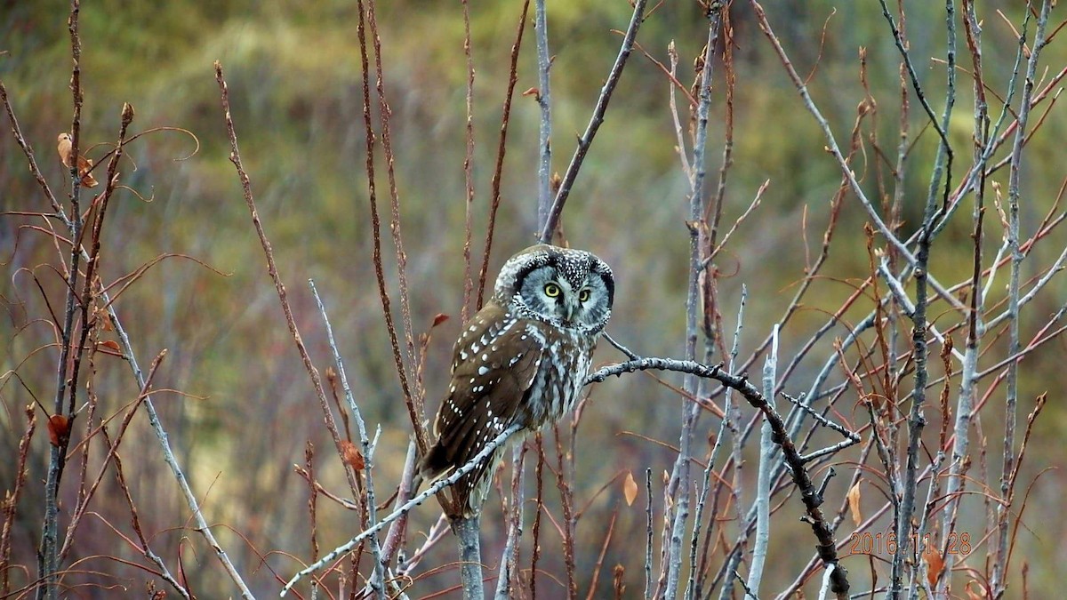Boreal Owl - ML41873821