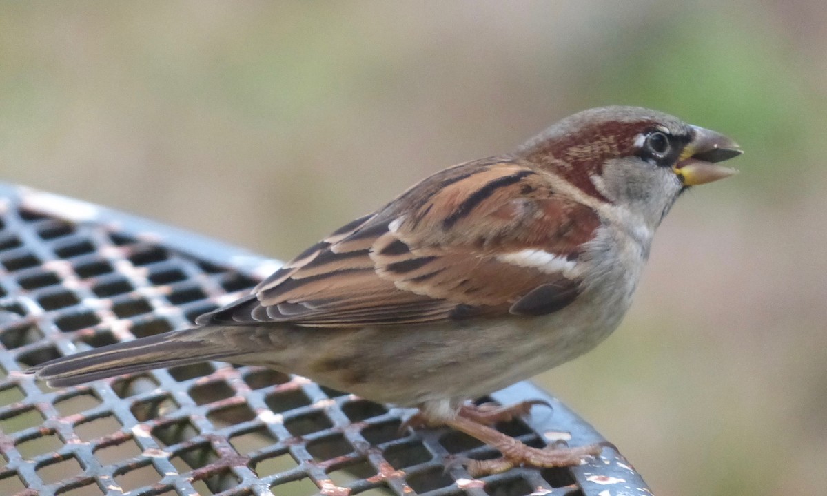 House Sparrow - Deb Holland