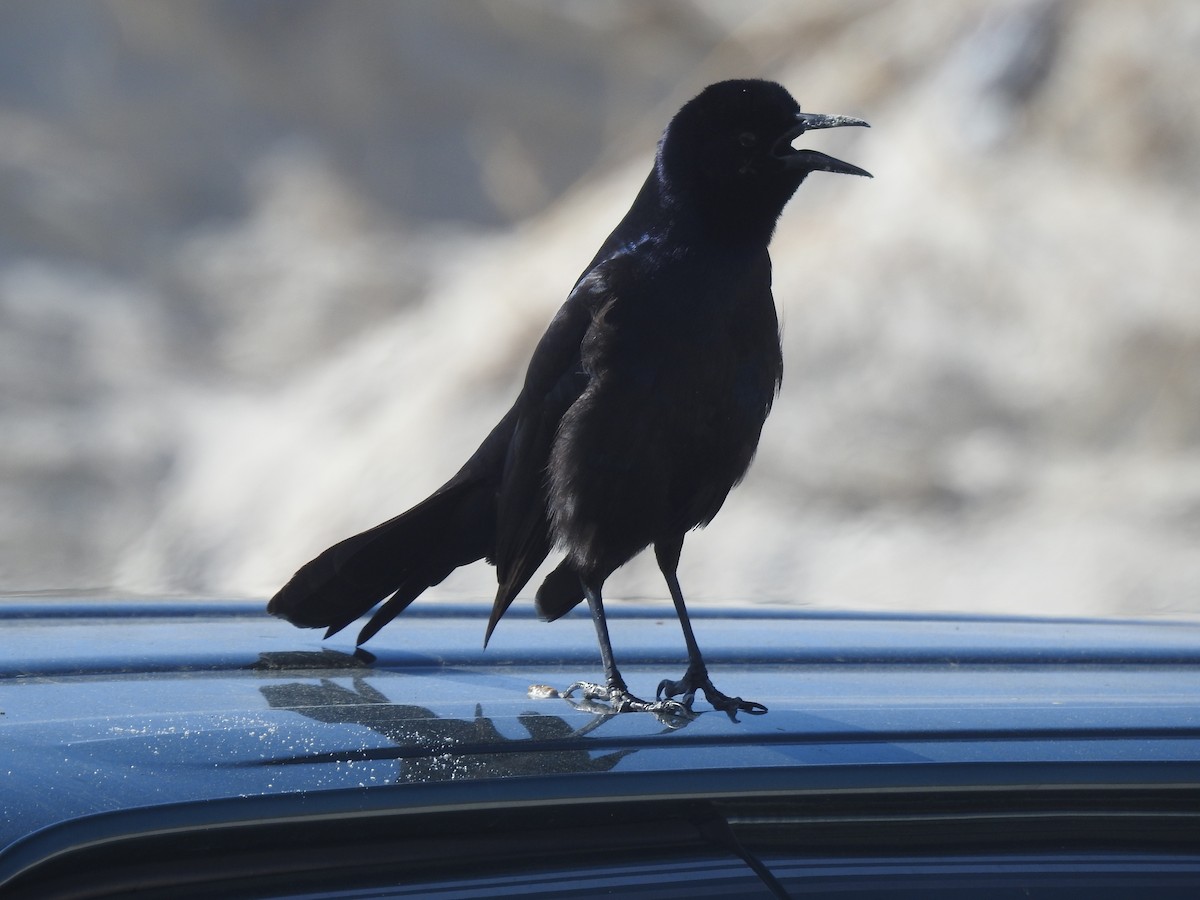Boat-tailed Grackle - ML418740471