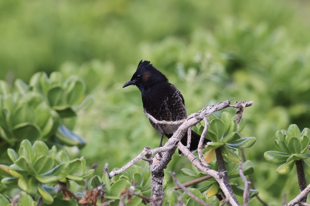 Red-vented Bulbul - ML418742591