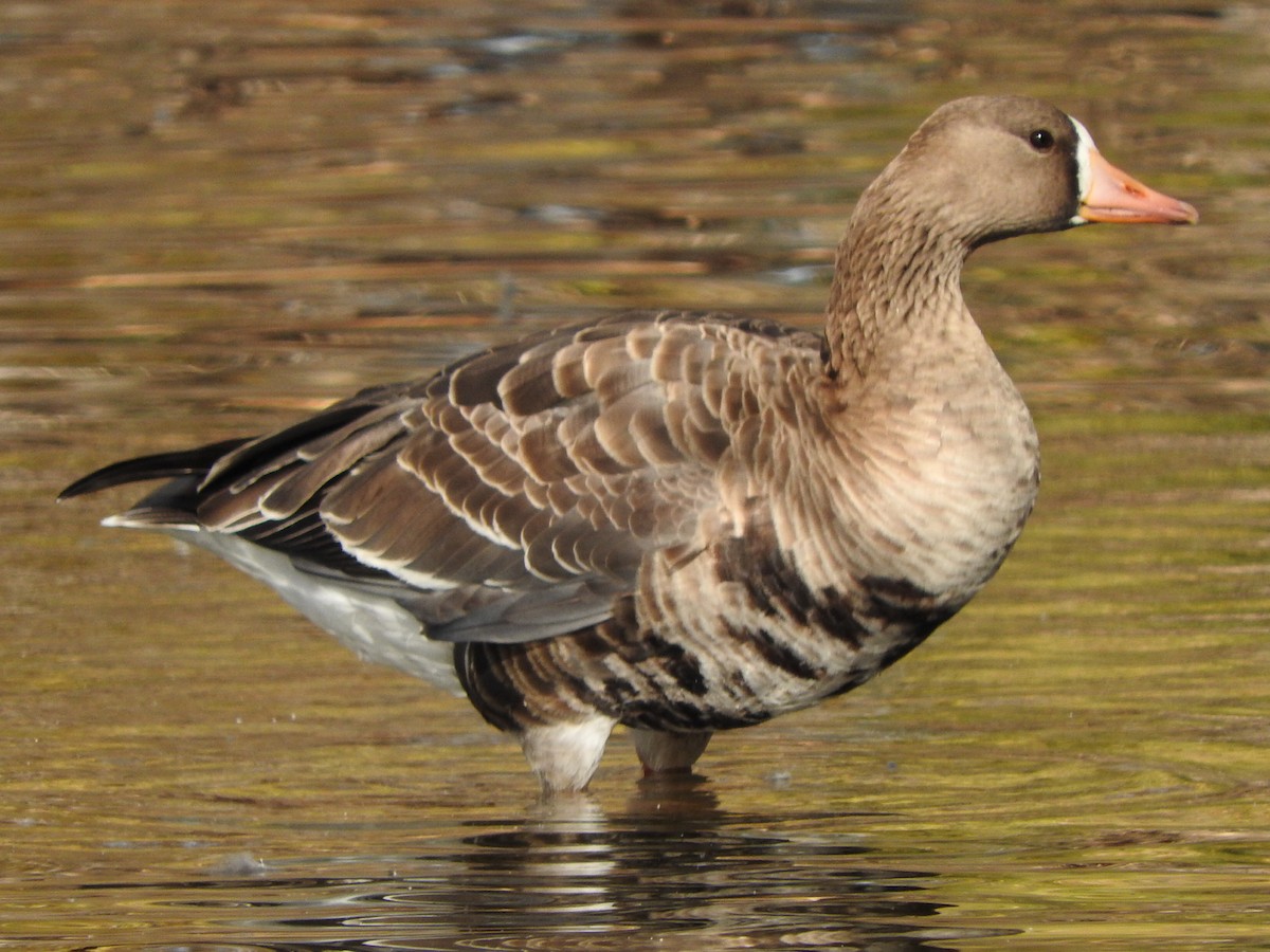 Greater White-fronted Goose - Roy Lambert
