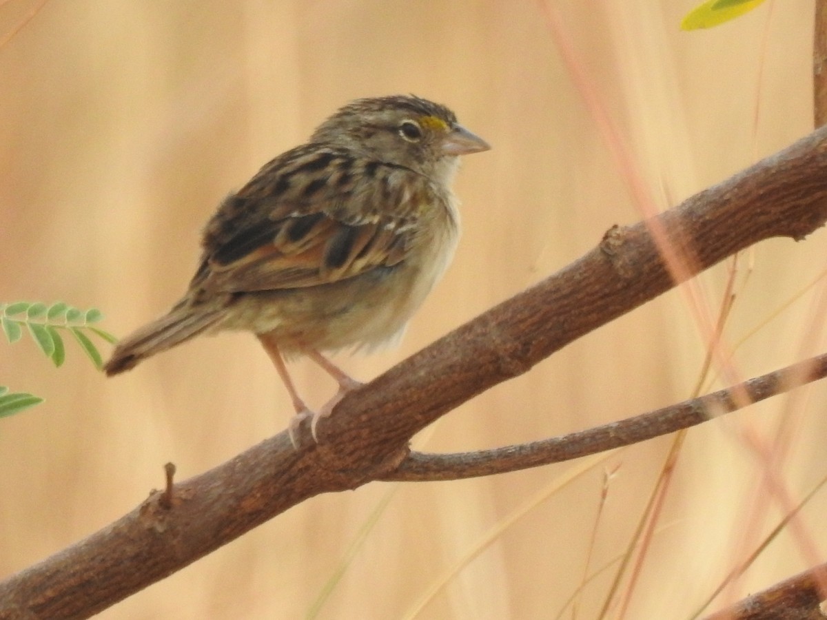 Grassland Sparrow - ML418744381