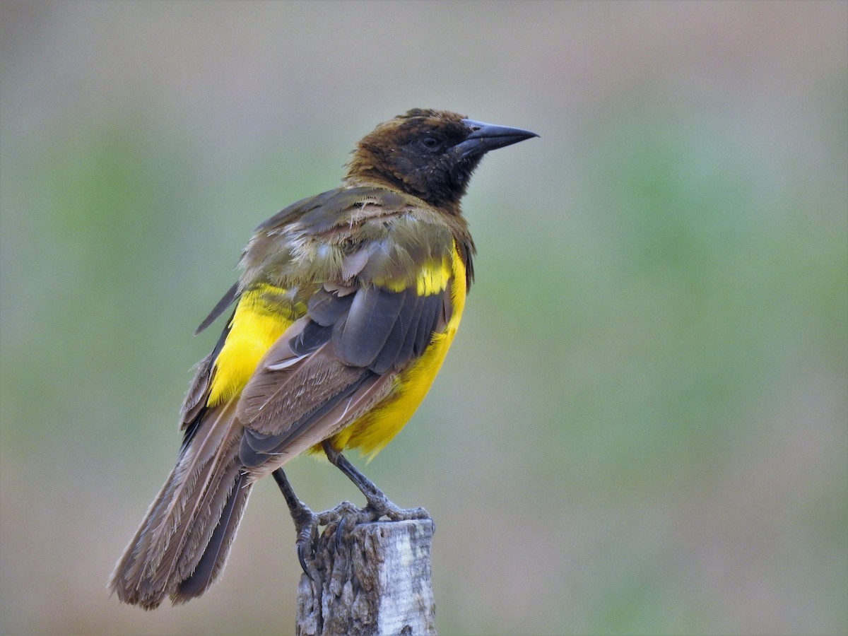 Yellow-rumped Marshbird - Silvia Benoist
