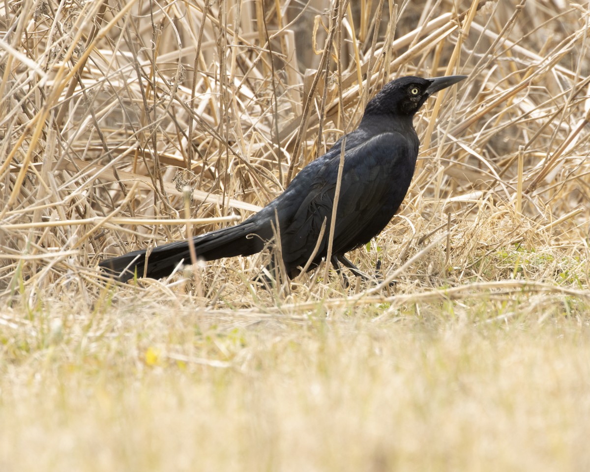 Great-tailed Grackle - ML418744801