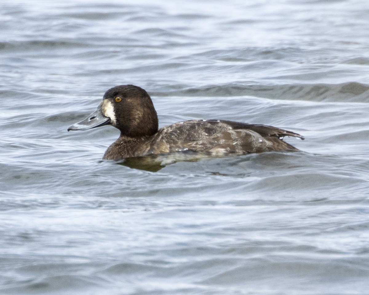 Greater Scaup - ML418745231