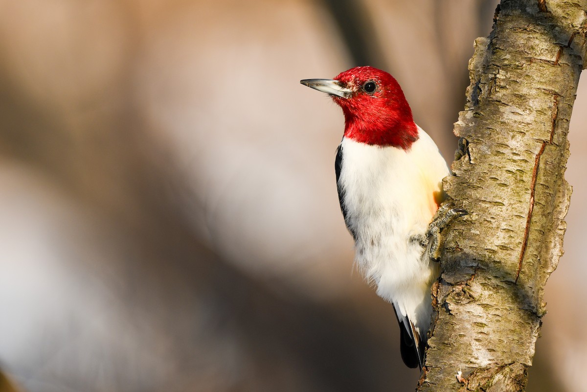 Red-headed Woodpecker - Manny Salas