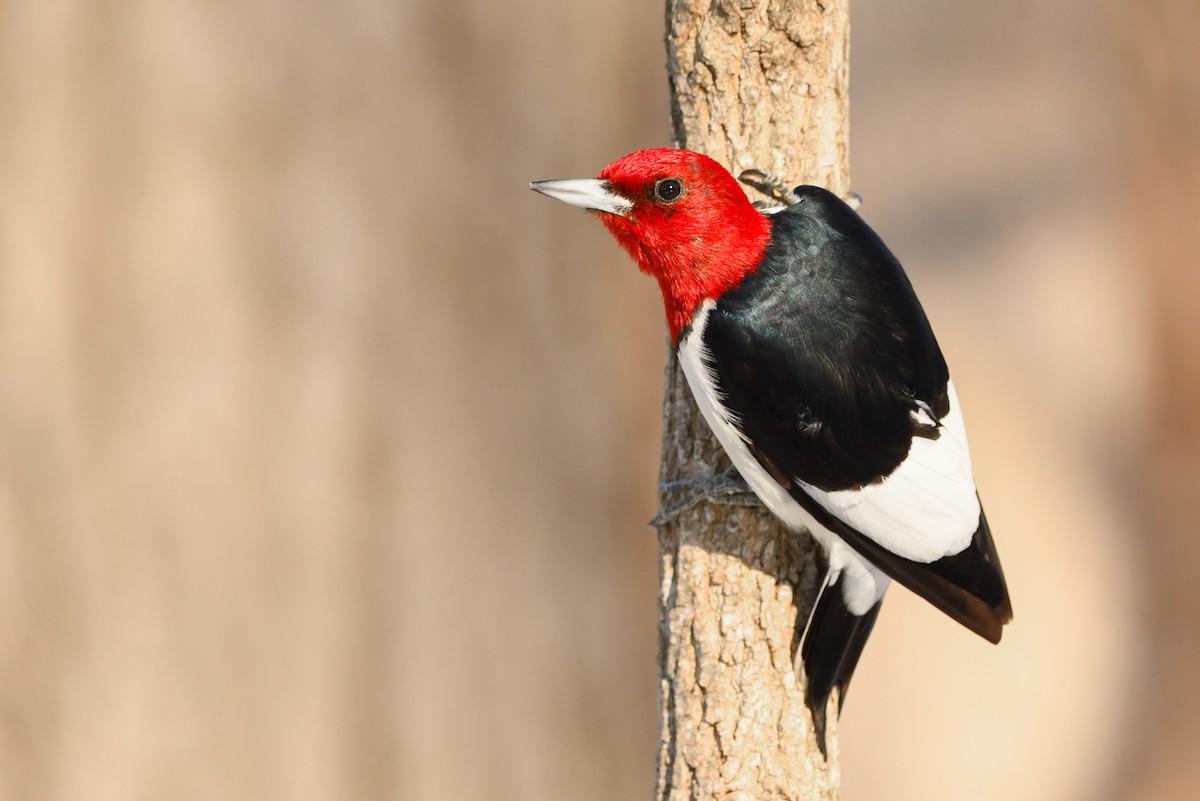 Red-headed Woodpecker - ML418745561