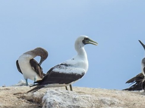 Masked Booby - ML418747121