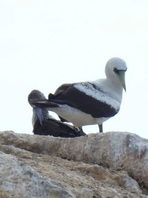 Masked Booby - ML418747131