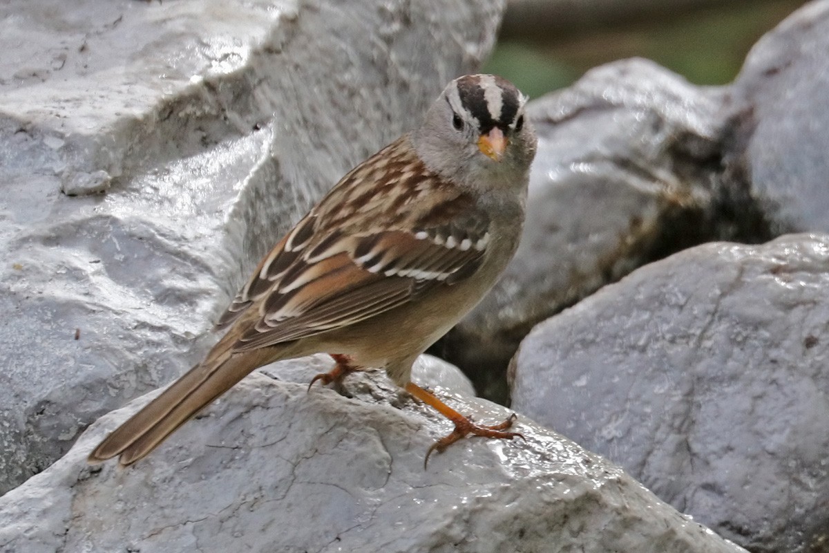 White-crowned Sparrow - ML418749121