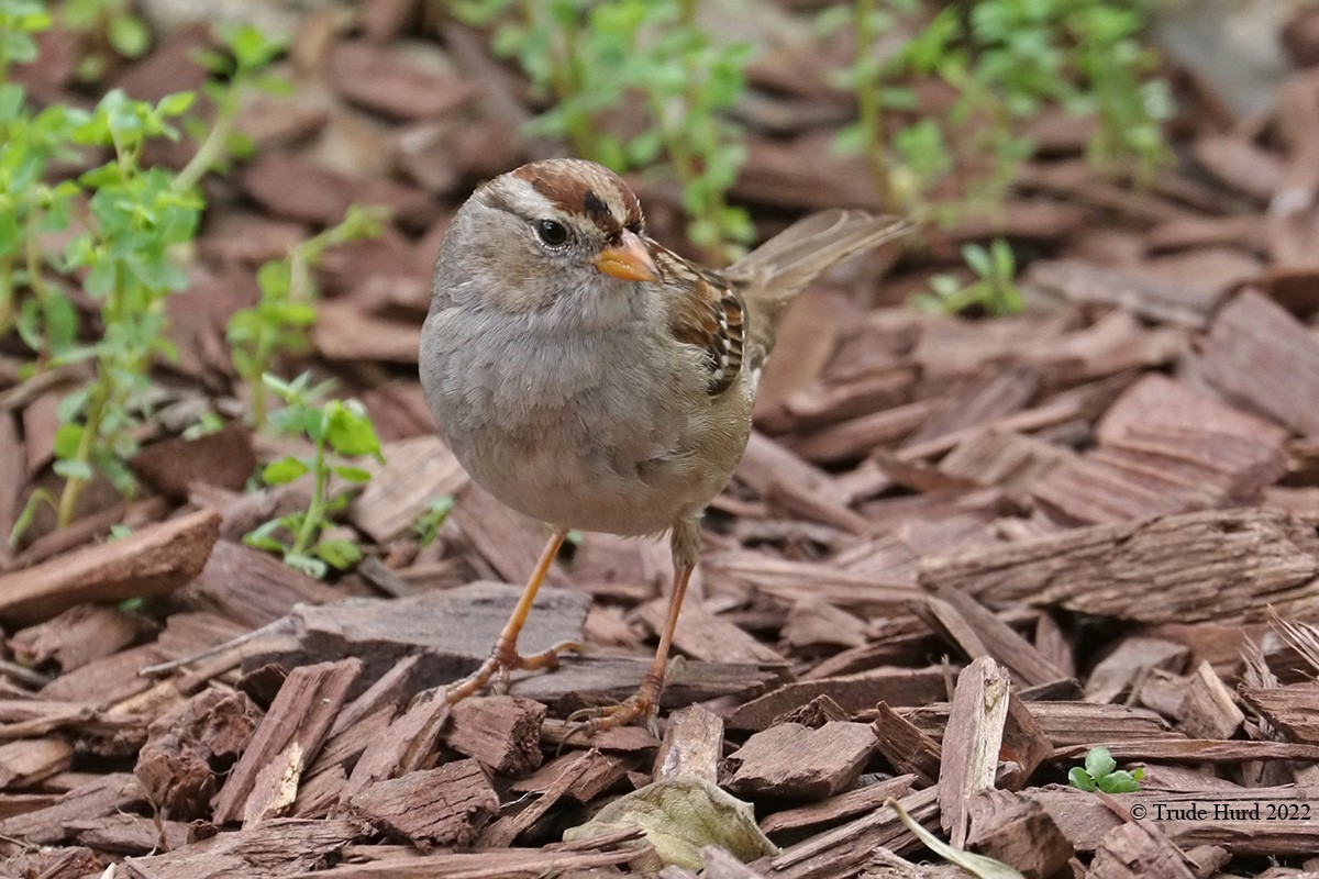 White-crowned Sparrow - ML418749131
