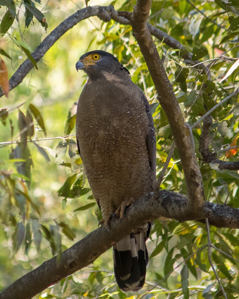 Crested Serpent-Eagle - ML418753201