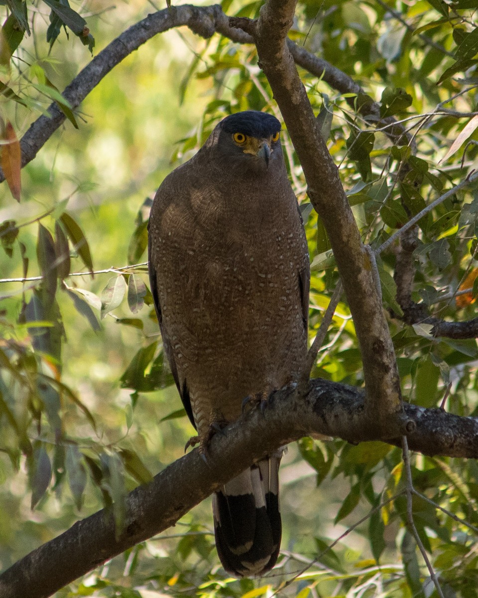 Crested Serpent-Eagle - ML418753221
