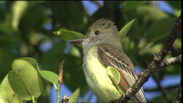 Great Crested Flycatcher - ML418767