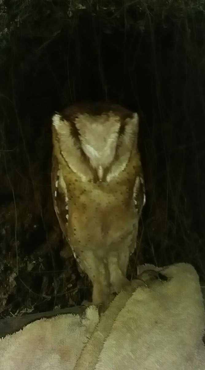 Sri Lanka Bay-Owl - Hemanth Byatroy