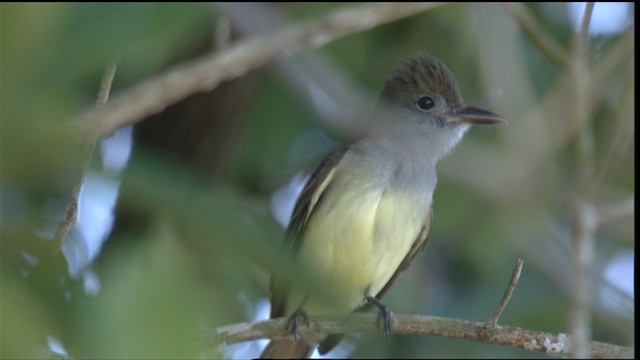 Great Crested Flycatcher - ML418772