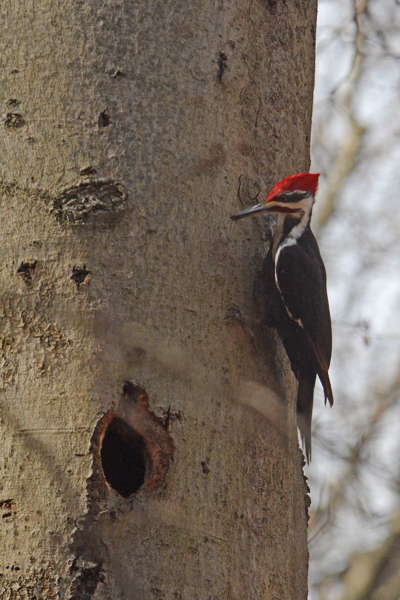 Pileated Woodpecker - ML418772341