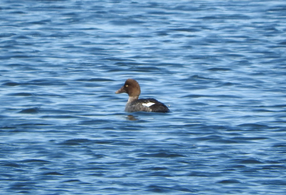 Mass Audubon eBird Checklist - 21 Feb 2022 - North River Wildlife ...