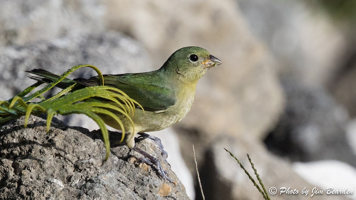 Painted Bunting - ML418777901
