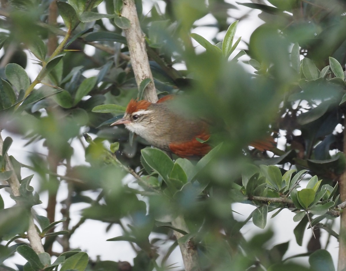 Line-cheeked Spinetail (Line-cheeked) - ML418784471