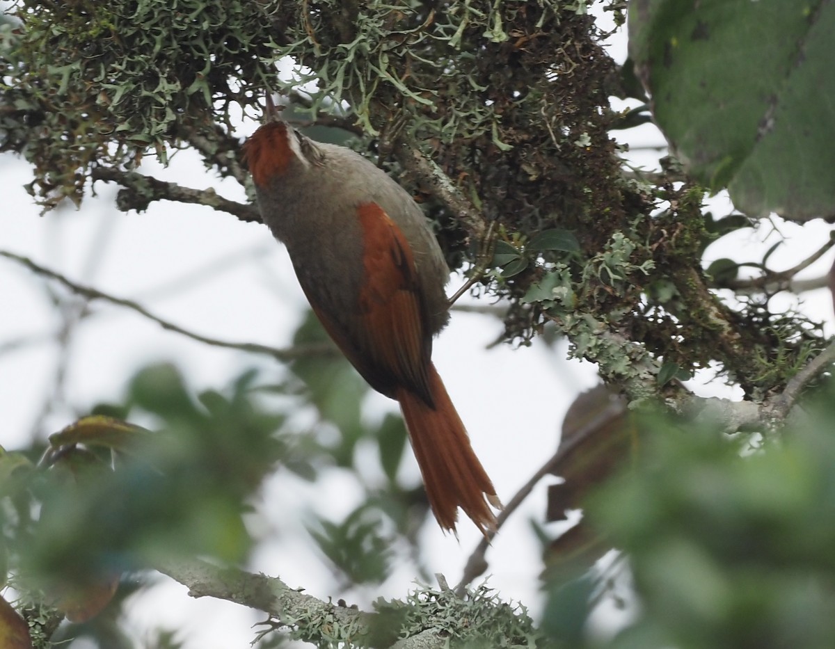 Line-cheeked Spinetail (Line-cheeked) - ML418784681