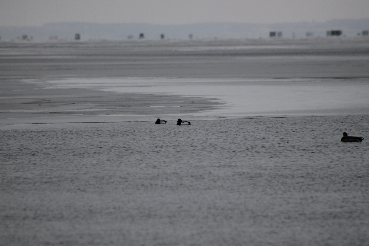 Greater Scaup - ML418795091